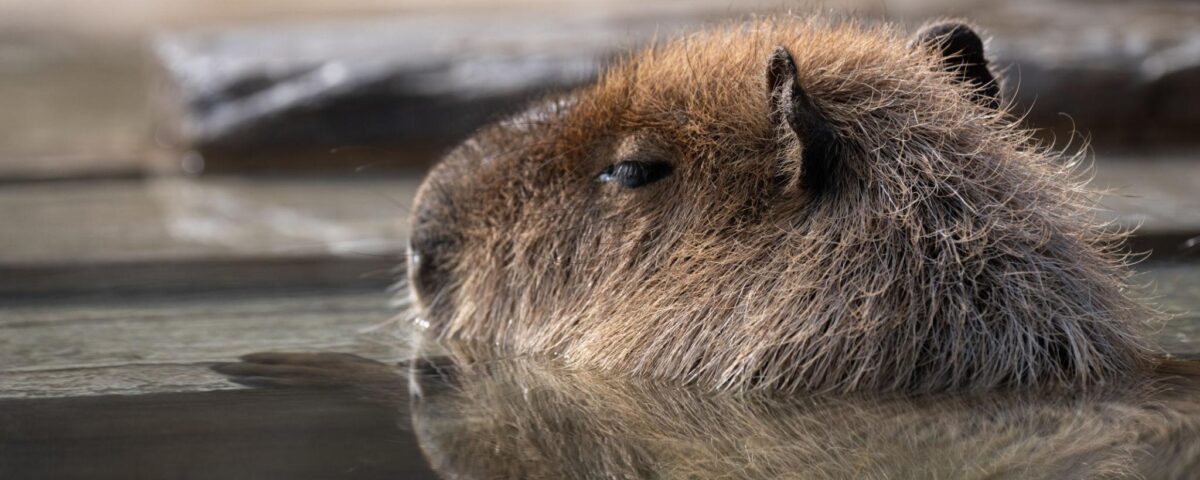 Are Capybaras Legal in California