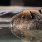 Are Capybaras Legal in California