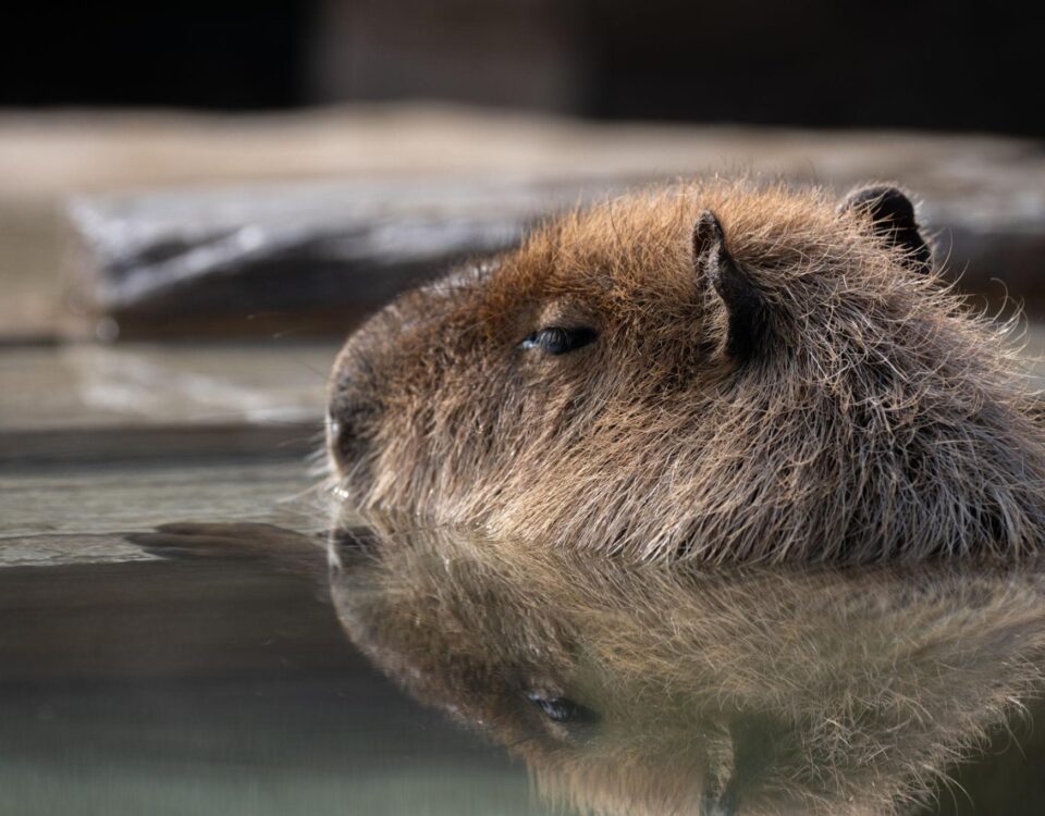 Are Capybaras Legal in California