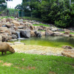 cost of Capybara