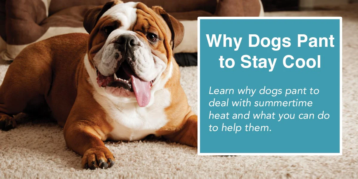 Dogs pots help in cooling